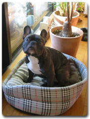 着付け教室画像