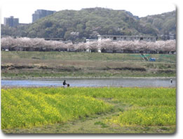 着付け教室画像
